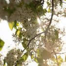 flowers on a tree with light shining through.